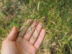 Bailey's cypress pine (Callitris baileyi)