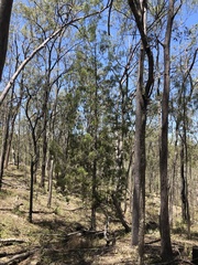 Bailey's cypress pine (Callitris baileyi)