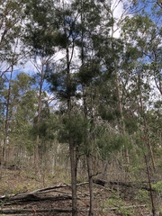 Bailey's cypress pine (Callitris baileyi)