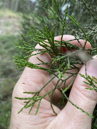 Bailey's cypress pine (Callitris baileyi)