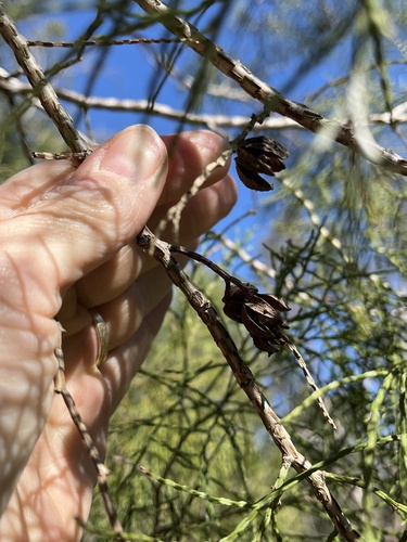 Bailey's cypress pine (Callitris baileyi)