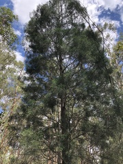 Bailey's cypress pine (Callitris baileyi)