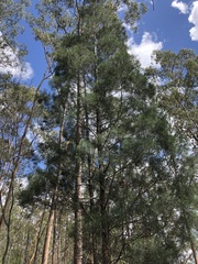 Bailey's cypress pine (Callitris baileyi)