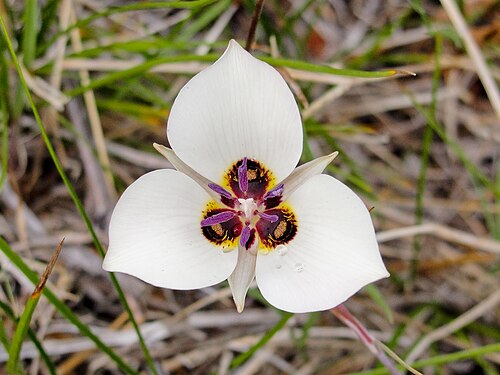 Inyo County star-tulip: Inyo County star tulip ( Calochortus excavatus ) on Tyee Lakes Trail