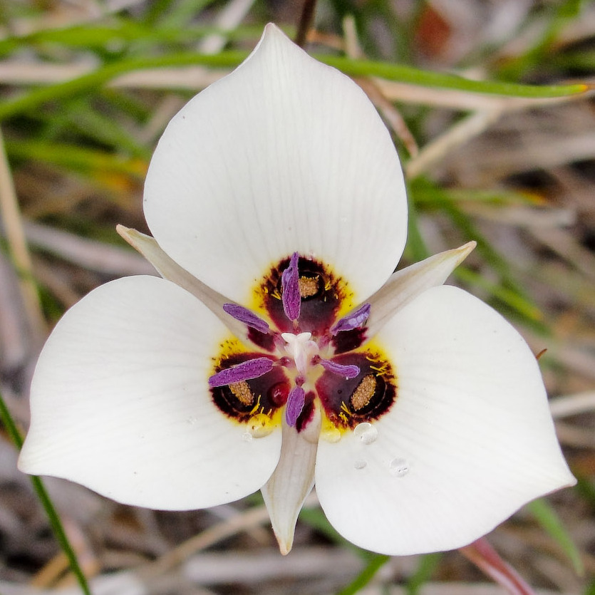 Inyo County star-tulip: Inyo County star tulip ( Calochortus excavatus ) on Tyee Lakes Trail