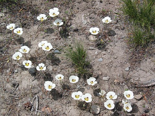 Smokey mariposa: Drift of mariposa lilies (Calochortus leichtlinii), at Agnew Pass. Ansel Adams Wilderness, Sierra Nevada USA.