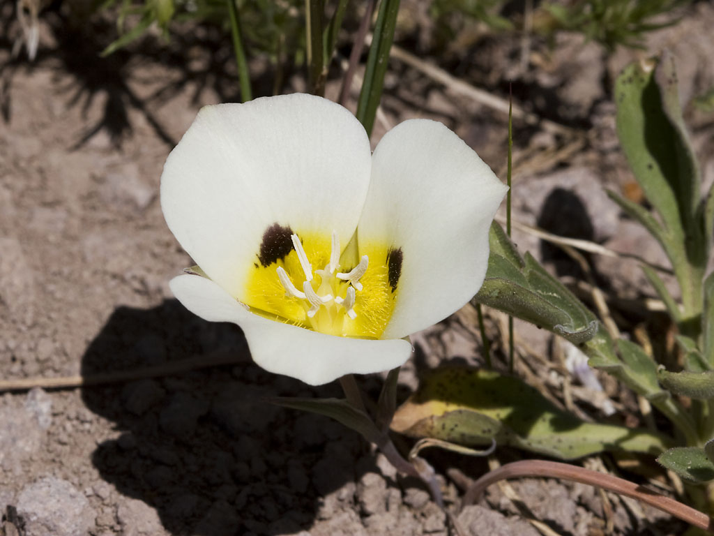 Smokey mariposa: Calochortus leichtlinii . Sonora Pass, Mono Co., CA USA July 12