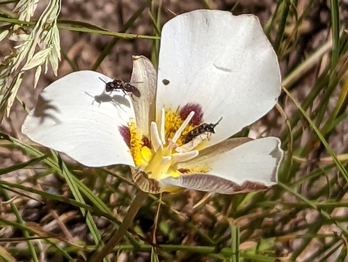Smokey mariposa (Calochortus leichtlinii)