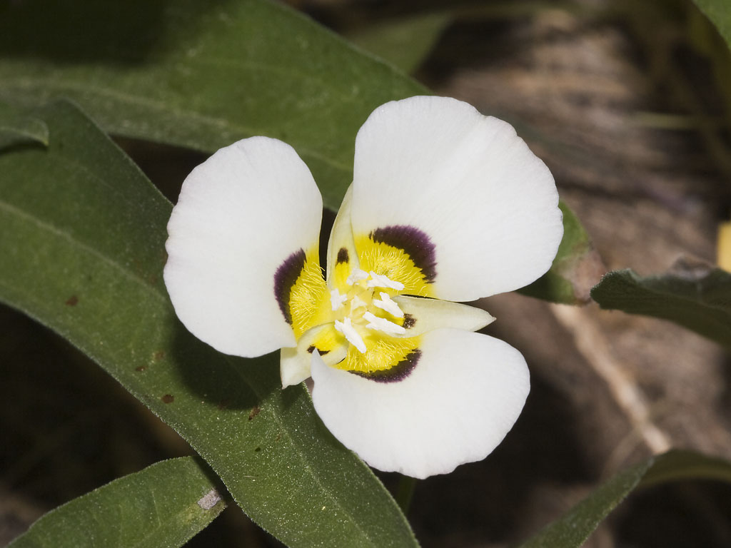 Smokey mariposa: Calochortus leichtlinii . Round Lake, Sierra Co. CA USA July 15
