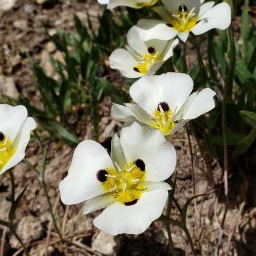 Smokey mariposa (Calochortus leichtlinii)