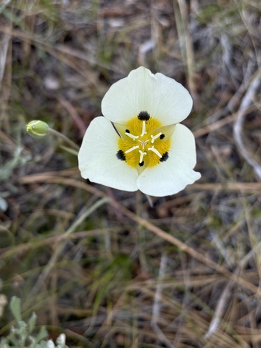 Smokey mariposa (Calochortus leichtlinii)