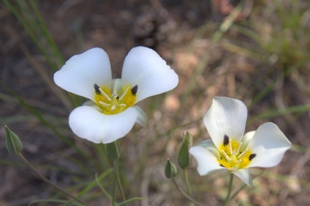 Smokey mariposa: Calochortus leichtlinii flowers at the Sagehen Creek Field Research Station in Nevada County, California, USA.