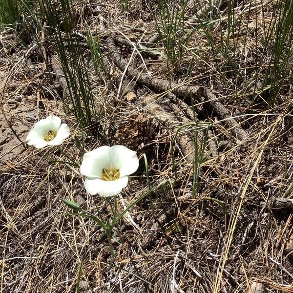 Smokey mariposa (Calochortus leichtlinii)