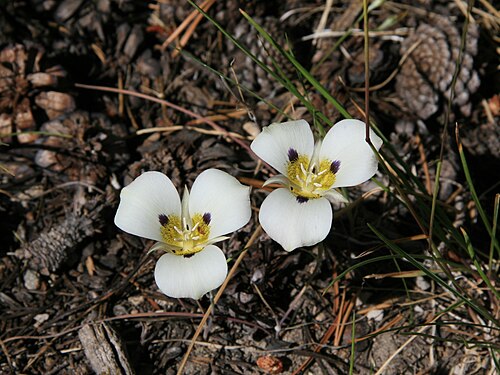 Smokey mariposa: Mariposa lilies (Calochortus leichtlinii) in dry meadow west of the Ritter Range. Sierra Nevada mountains, California.