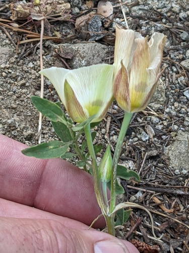 Smokey mariposa (Calochortus leichtlinii)