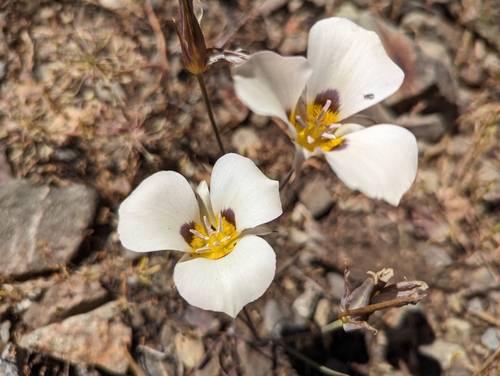 Smokey mariposa (Calochortus leichtlinii)