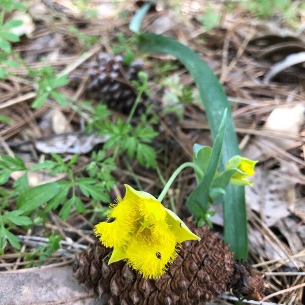 Yellow star-tulip (Calochortus monophyllus)