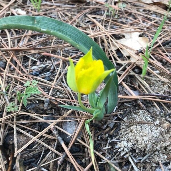 Yellow star-tulip (Calochortus monophyllus)