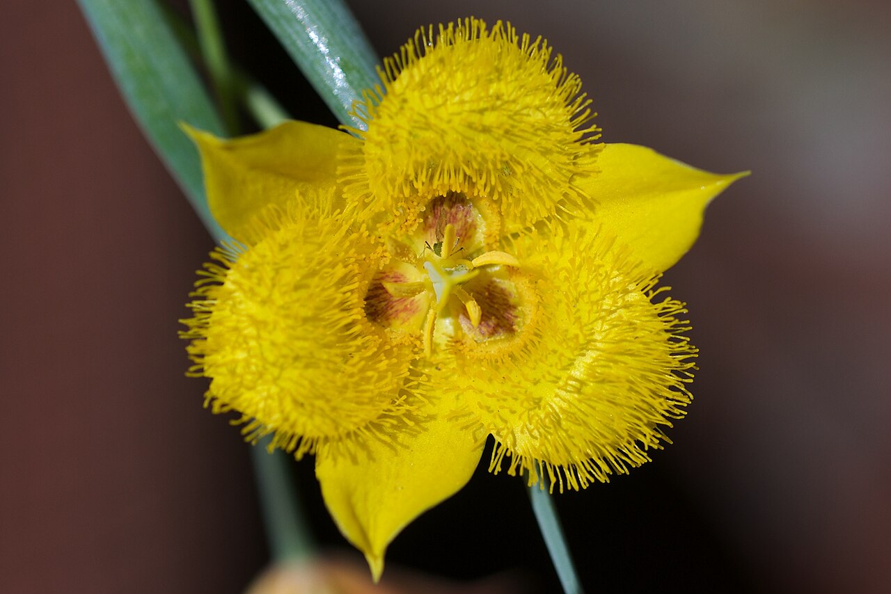 Yellow star-tulip: Species from Central California