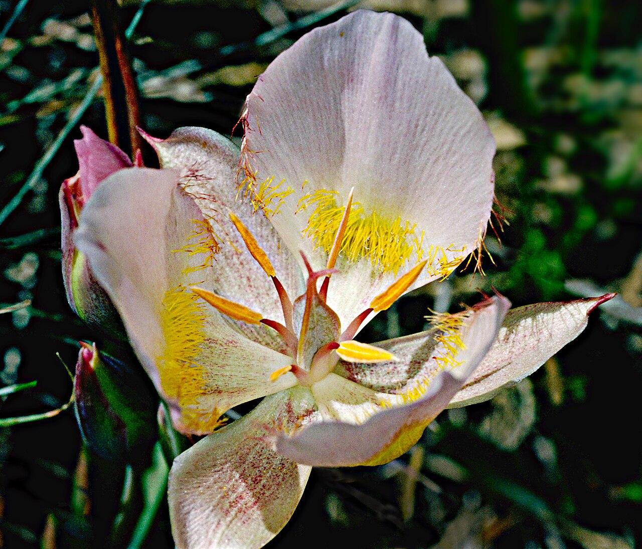 Siskiyou mariposa lily: Calochortus persistens (Siskiyou mariposa lily). This rare Calochortus is known from brushy country in mountains northwest of Yreka in Siskiyou County, Californ