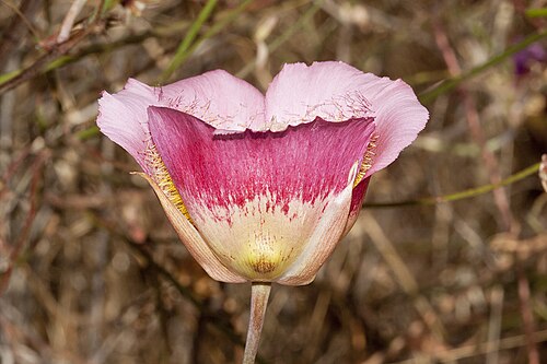 Plummer's mariposa lily: Calochortus plummerae . Endemic to southern California. Temescal Canyon, Santa Monica Mountains, CA, USA. July 3