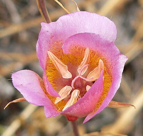 Plummer's mariposa lily (Calochortus plummerae)