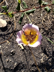 Plummer's mariposa lily (Calochortus plummerae)