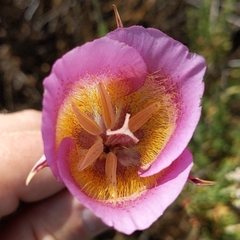 Plummer's mariposa lily (Calochortus plummerae)
