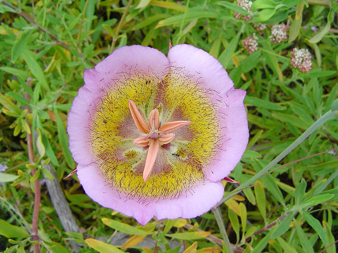 Plummer's mariposa lily: Calochortus plummerae — Plummer's Mariposa Lily. In Franklin Canyon Park, Santa Monica Mountains National Recreation Area , California.