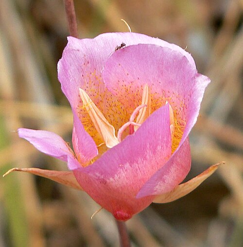 Plummer's mariposa lily (Calochortus plummerae)