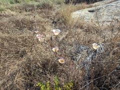 Plummer's mariposa lily (Calochortus plummerae)