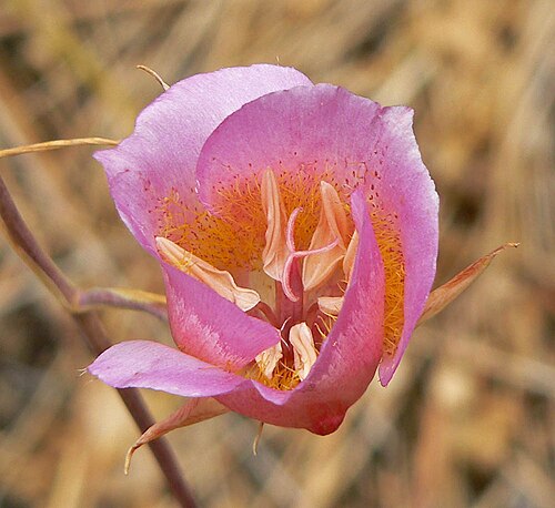 Plummer's mariposa lily (Calochortus plummerae)