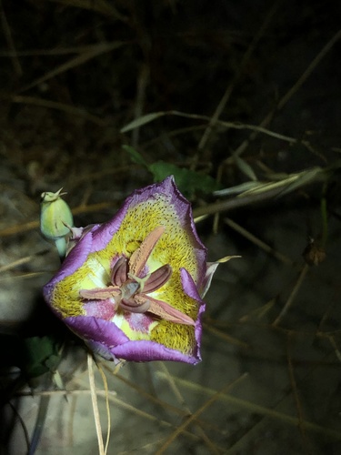 Plummer's mariposa lily (Calochortus plummerae)