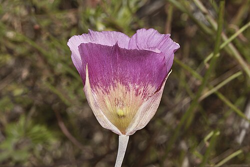 Plummer's mariposa lily: Calochortus plummerae . Endemic to southern California. Temescal Canyon, Santa Monica Mountains, CA, USA. July 3