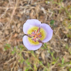 Plummer's mariposa lily (Calochortus plummerae)