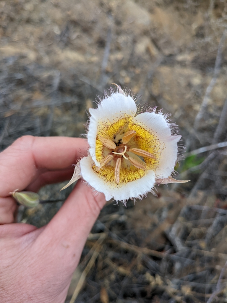Plummer's mariposa lily (Calochortus plummerae)