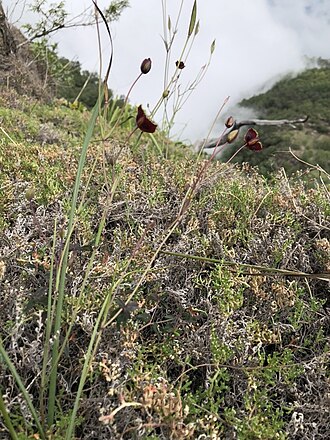 Calochortus pringlei: Calochortus pringlei