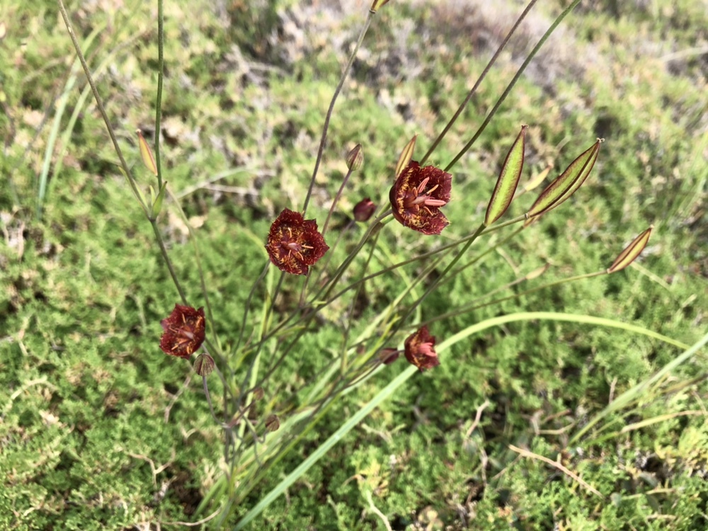 Calochortus pringlei: Calochortus pringlei