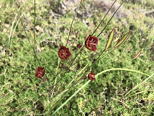 Calochortus pringlei: Calochortus pringlei