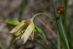 Mt. Diablo fairy-lantern (Calochortus pulchellus)