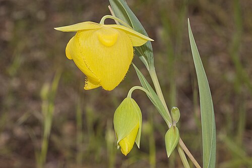 Mt. Diablo fairy-lantern: Calochortus pulchellus . Found only on Mt. Diablo, Contra Costa Co., CA, USA. June 2