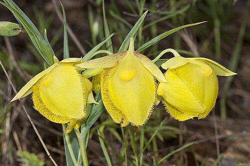 Mt. Diablo fairy-lantern: Calochortus pulchellus . Found only on Mt. Diablo, Contra Costa Co., CA, USA. June 2