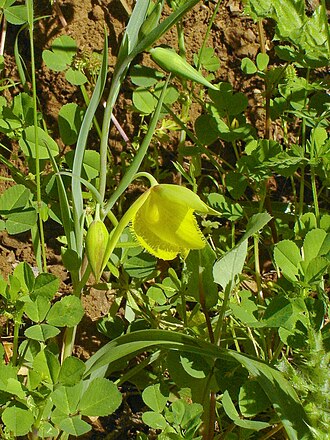 Mt. Diablo fairy-lantern: Mount Diablo Fairy Lantern ( Calochortus pulchellus ), Mitchell Canyon, Mount Diablo