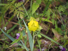 Mt. Diablo fairy-lantern (Calochortus pulchellus)