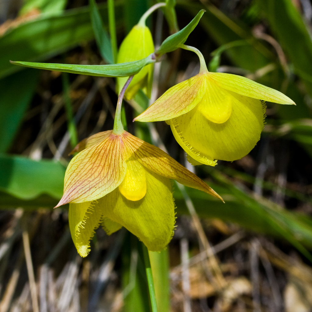 Mt. Diablo fairy-lantern (Calochortus pulchellus)