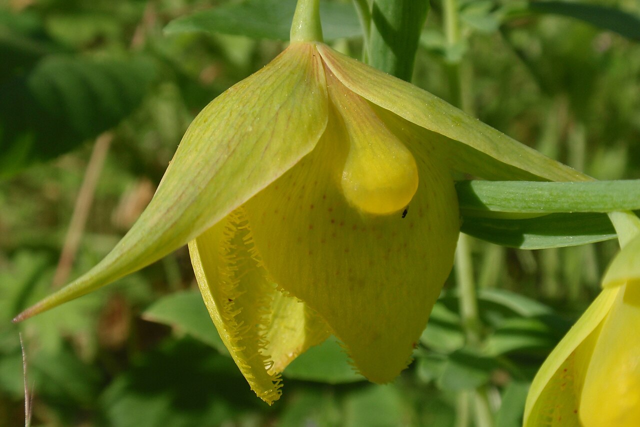 Mt. Diablo fairy-lantern: Calochortus pulchellus , Mount Diablo Globe Lily 02
