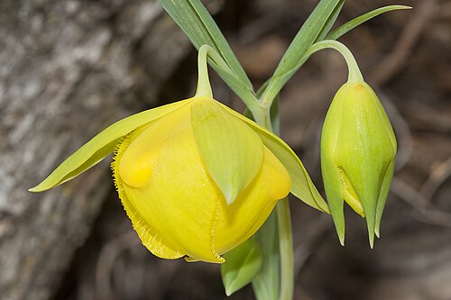 Mt. Diablo fairy-lantern: Calochortus pulchellus . Found only on Mt. Diablo, Contra Costa Co., CA, USA. June 2