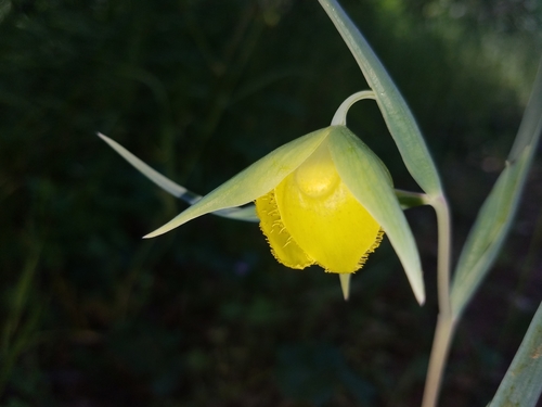 Mt. Diablo fairy-lantern (Calochortus pulchellus)