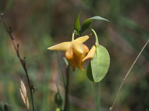 Mt. Diablo fairy-lantern (Calochortus pulchellus)
