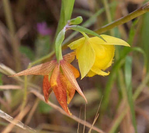Mt. Diablo fairy-lantern (Calochortus pulchellus)